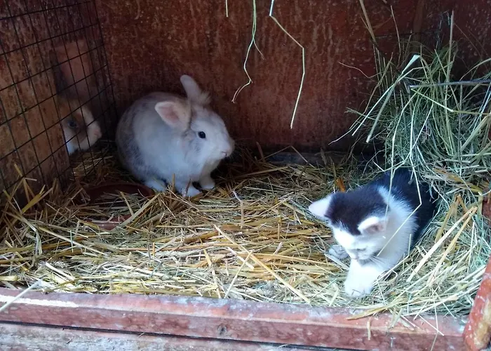 Familienferienhof Kroner Дом отдыха Цвизель